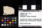 Foto (Objket + Etiketten) von Goniodromites bidentatus (Reuss, 1859) 